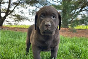 Herman - Labrador Retriever for sale