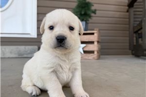 Astrid - puppy for sale