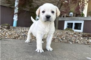 Harriet - Labrador Retriever for sale