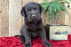 Blip - Labrador Retriever for sale
