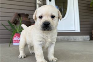 Harrison - Labrador Retriever for sale