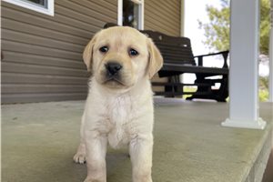 Cindy - puppy for sale