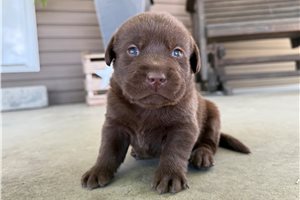 Liam - puppy for sale
