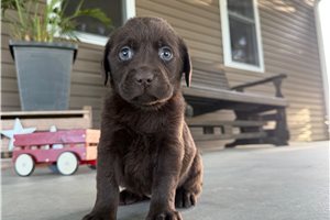 Heather - Labrador Retriever for sale