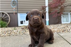Harlem - Labrador Retriever for sale
