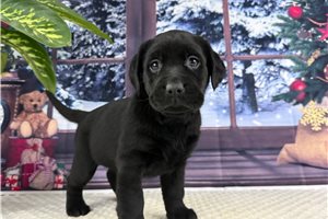 Lyric - puppy for sale