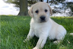 Colton - Labrador Retriever for sale