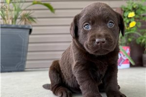 Lizette - Labrador Retriever for sale