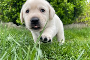 Cory - Labrador Retriever for sale
