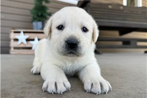 Amos - puppy for sale