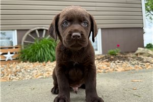 Kaleb - Labrador Retriever for sale