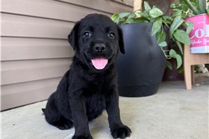 Pixie - puppy for sale