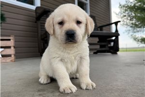 August - Labrador Retriever for sale