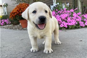 Marshall - Labrador Retriever for sale