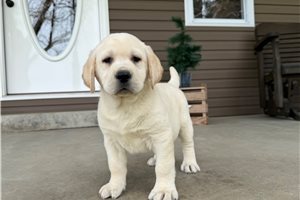 Adeline - Labrador Retriever for sale