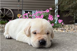 Jetta - Labrador Retriever for sale