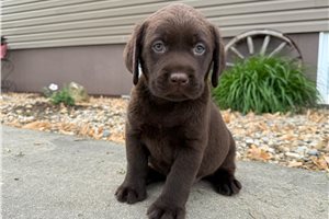 Kaelyn - puppy for sale