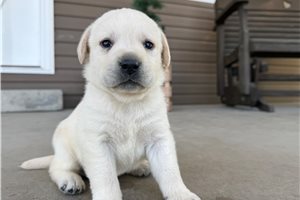 Allie - puppy for sale