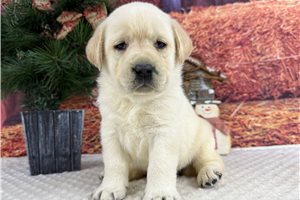 Lily - Labrador Retriever for sale