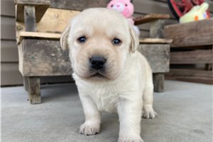 Alicia - Labrador Retriever for sale