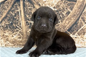 Calista - puppy for sale
