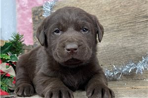 Grant - Labrador Retriever for sale