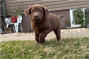 Luis - puppy for sale