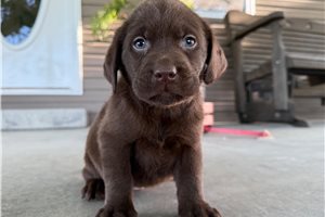 Hollis - Labrador Retriever for sale