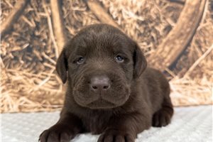 Chester - puppy for sale