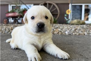 Victor - puppy for sale