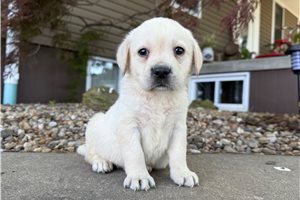 Hector - Labrador Retriever for sale