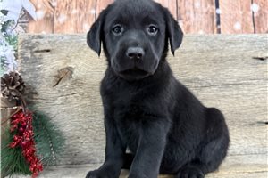 Blakely - puppy for sale