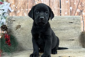 Blanche - Labrador Retriever for sale