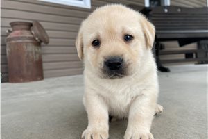 Alister - Labrador Retriever for sale