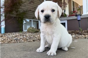 Holland - puppy for sale