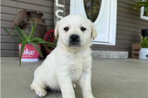 Henry - Labrador Retriever for sale