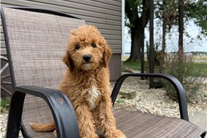 Sammie - Mini Goldendoodle for sale