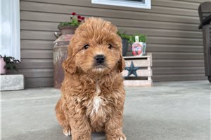 Nelly - Goldendoodle, Mini for sale