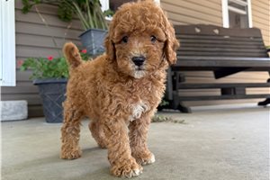 Simon - Goldendoodle, Mini for sale