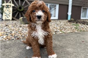 Zach - Goldendoodle, Mini for sale