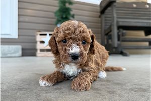 Zola - puppy for sale