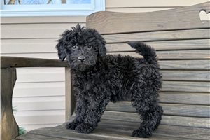Sandra - Goldendoodle, Mini for sale