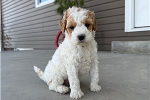 Sammy - puppy for sale