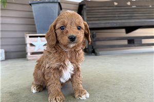 Murray - Goldendoodle, Mini for sale
