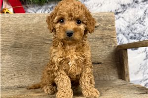 Tulip - Goldendoodle, Mini for sale