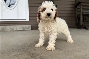 Zane - Goldendoodle, Mini for sale