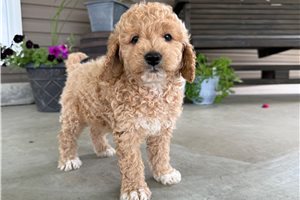 Iggy - Goldendoodle, Mini for sale