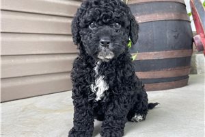 Kramer - puppy for sale