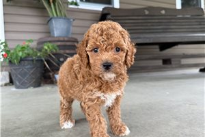 Tiana - Mini Goldendoodle for sale