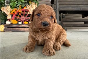 Maddox - puppy for sale